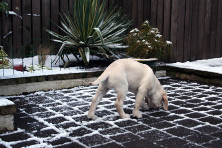 Sniffing the snow