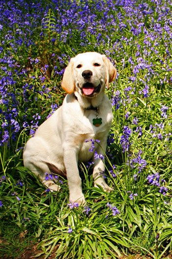 Harry and the bluebells