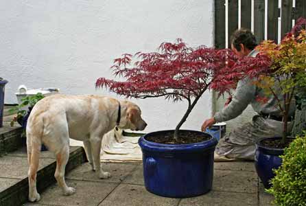 Harry inspects the painter\'s work