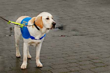 Harry in his blue Guide Dog coat