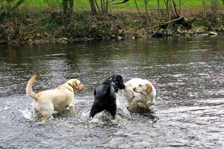 Harry, Harry and Rolo in the river